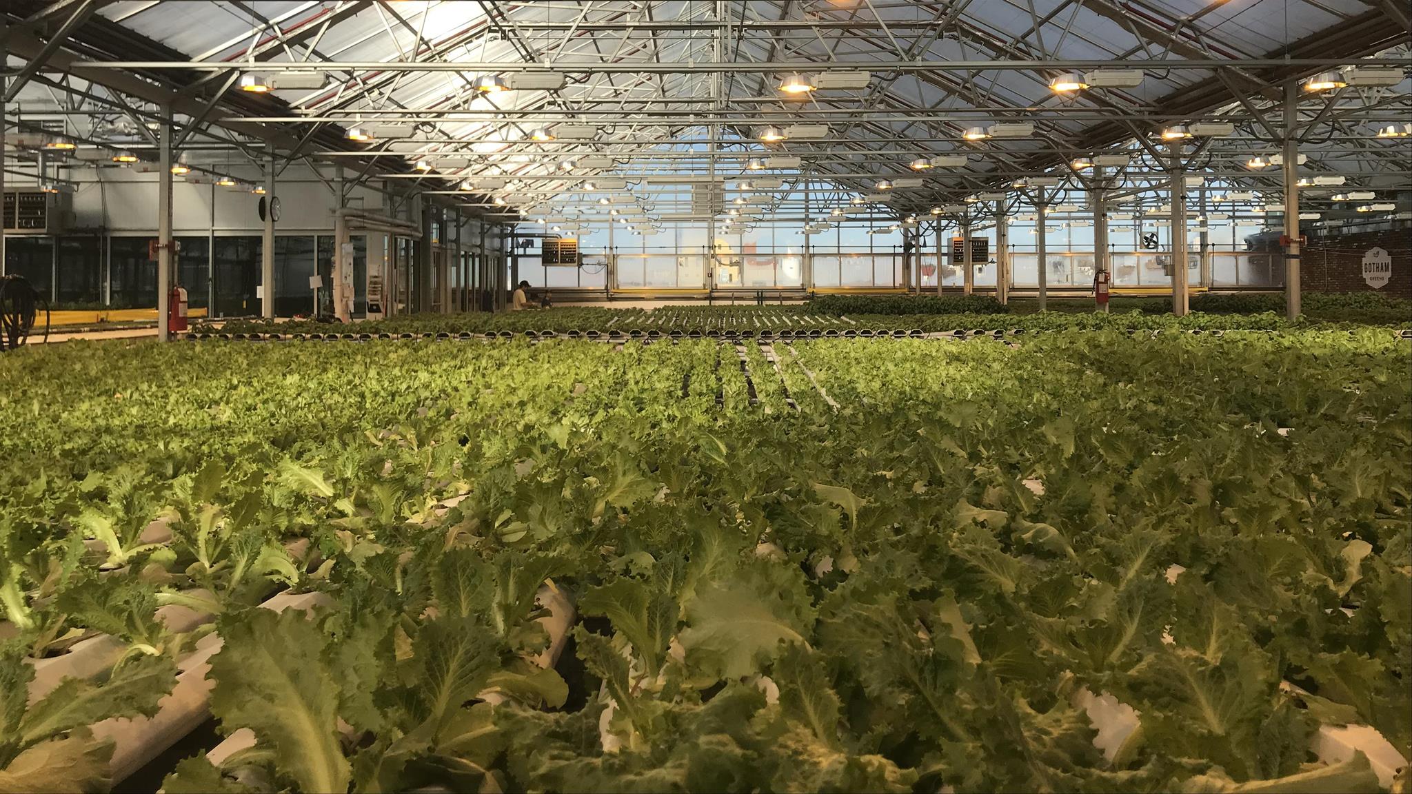 NYC indoor farming startup Gotham Greens raises $310 million