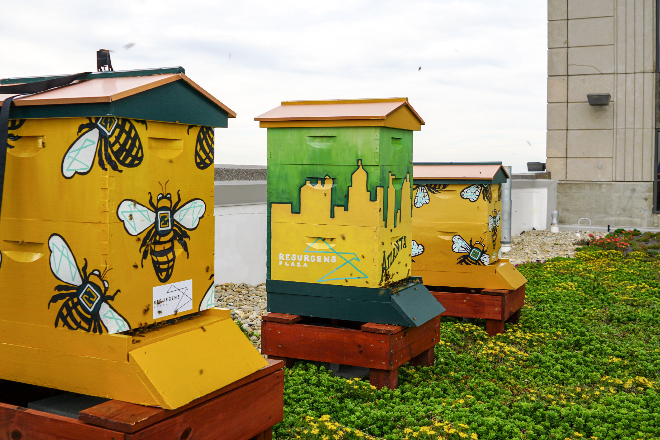 Cities Should Build More Bee Habitats. Here’s Why Honeybees Thrive In ...