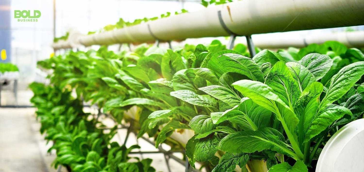 8 Farms Using Aquaponics To Sustainably Grow Food — AGRITECTURE, image size:1500x711