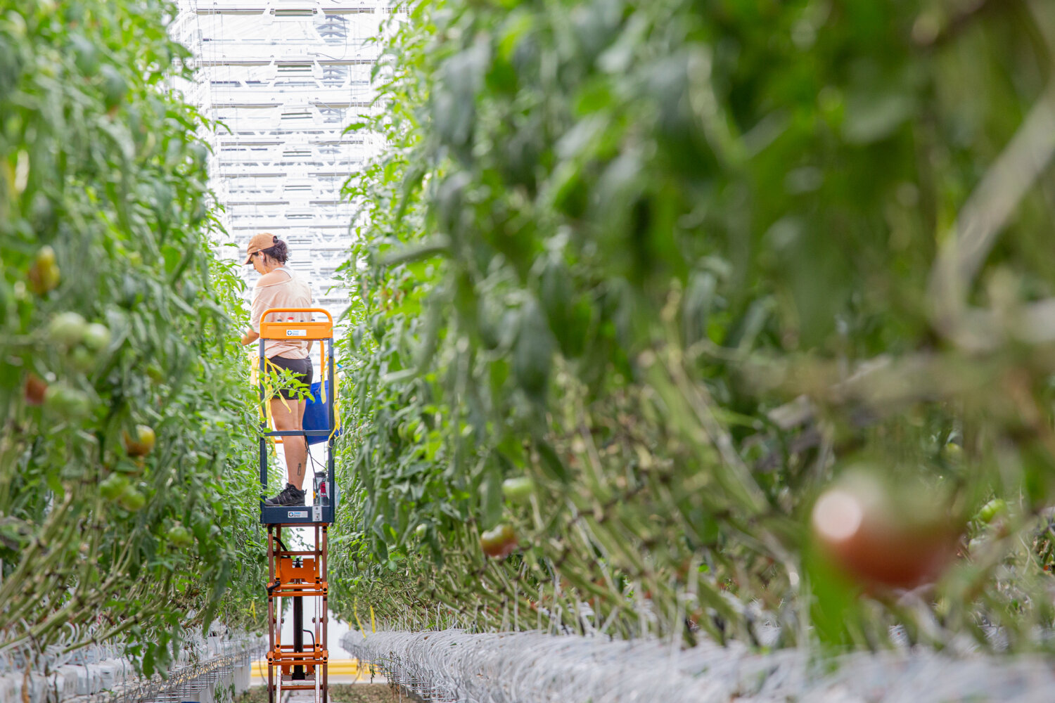 Montreal urban fish farmers say their Arctic char cuts greenhouse