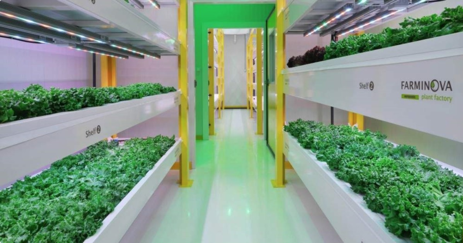 Europe's Largest Plant Factory In Turkey  AGRITECTURE