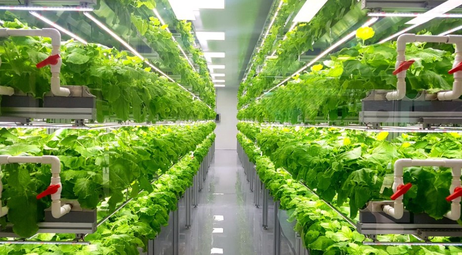 Greenhouse Farming: Revolutionizing Sustainable Agriculture