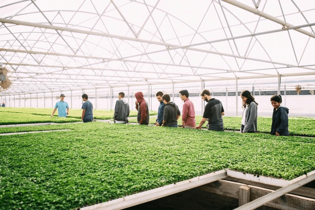 Gotham Greens Plans to Double Its Greenhouse Capacity in 2022