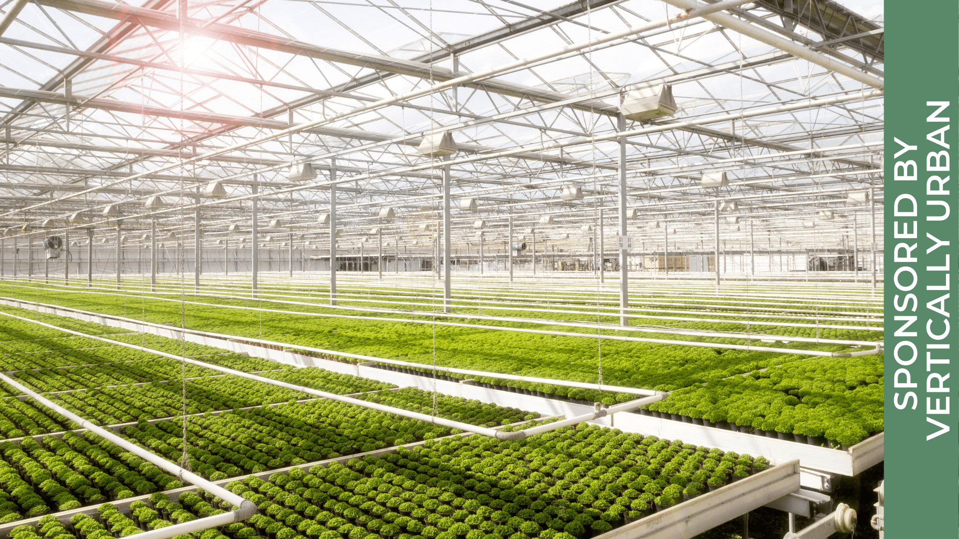 Is It Time to Rethink Glasshouse Lighting Options?